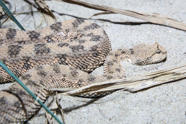 Desert horned viper (Cerastes cerastes), captive, Germany, Europe