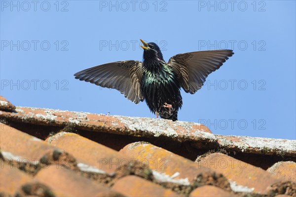 Common Starling (Sturnus vulgaris) adult male, in breeding plumage, singing and displaying on roof