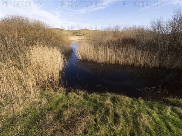 Natural waterways and lakes between sand dunes in nature park de Bollekammer, fringed with reeds