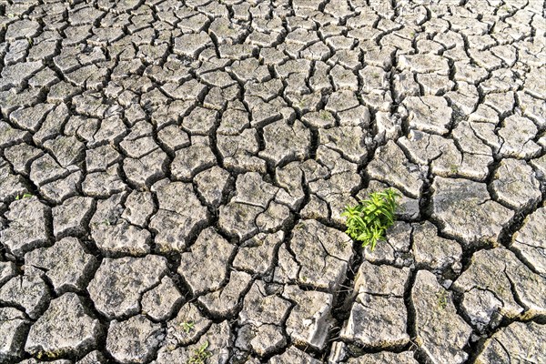 Dry soil, cracked, only a few weeds growing out of the ground, dried-up riverbed, in a side arm of