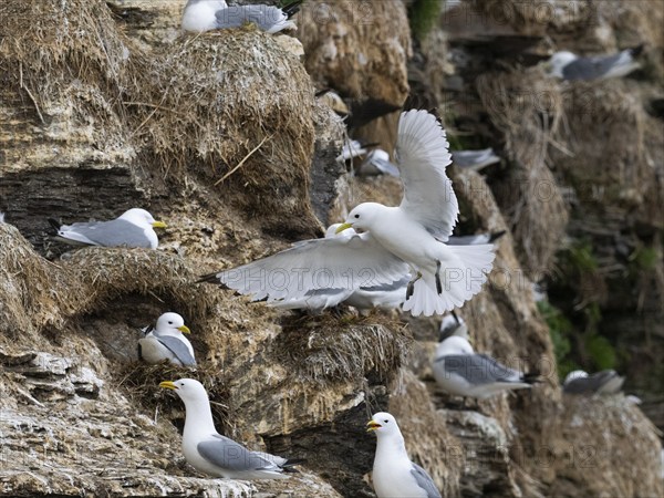 Black-legged kittiwake (Rissa tridactyla), adult bird flying into breeding colony on coastal cliffs