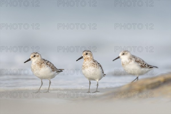 Sanderling (Calidris alba) feeding on a beach. Camaret sur mer, Crozon, Finistere, Brittany,