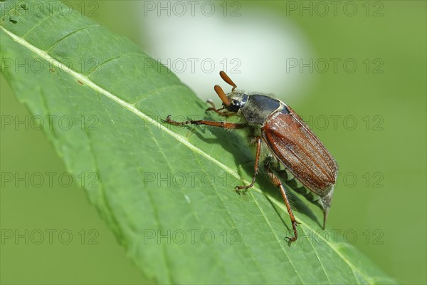 Northern cockchafer (Melolontha hippocastani), male, on a leaf of a horse chestnut (Aesculus