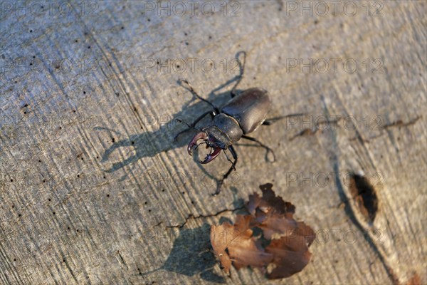 Stag beetle in the evening light with shadow on a beech tree. Swabian foothills