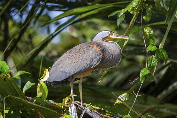 Bare-throated tiger heron (Tigrisoma mexicanum) in a tree, Tortuguero National Park, Costa Rica,
