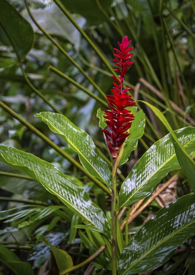 Red ginger, Plant, Details in the jungle, Dense vegetation, Tortuguero National Park, Costa Rica,