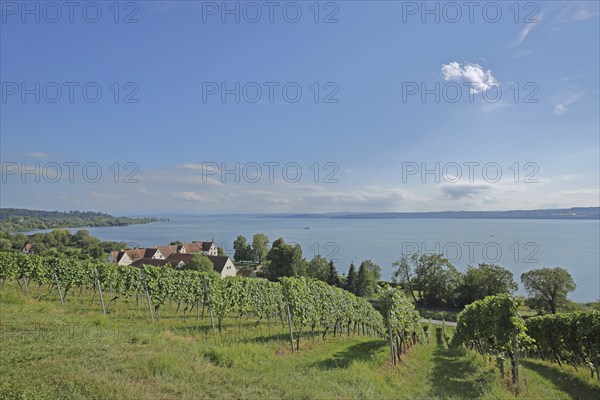 View of Birnau with vineyards, Landscape, View, Lake, Birnau, Uhldingen-Mühlhofen, Obersee, Lake