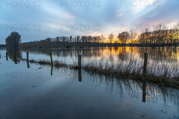 Bislicher Insel nature reserve, floodplain landscape on the Rhine, near Xanten, floods, flooded