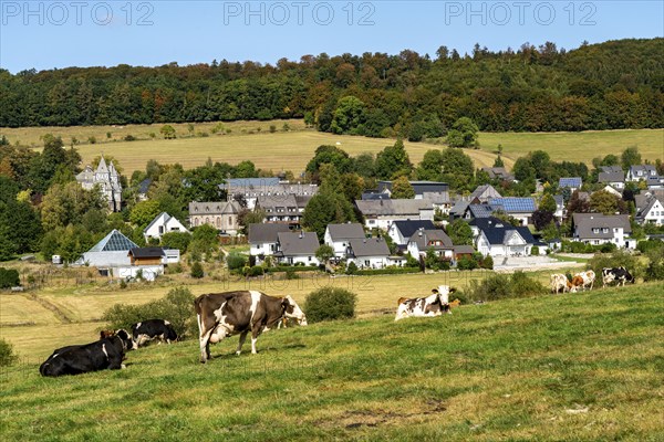 Cattle pasture near the village of Gevelinghausen, dairy cows grazing in a meadow, landscape in