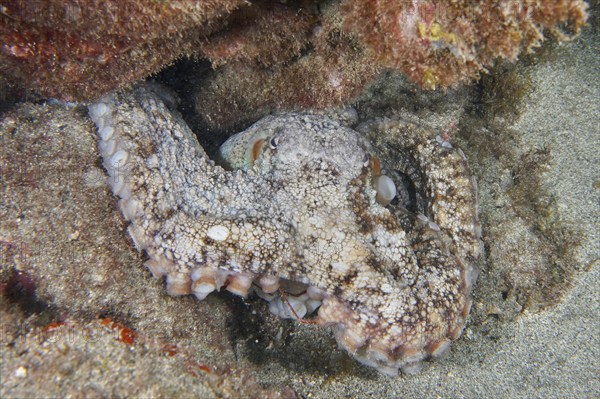 Common Octopus (Octopus vulgaris) hiding between the lava rocks of a reef. Dive site Montana