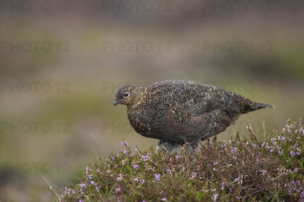 Red grouse (Lagopus lagopus scotica) adult female bird stood on flowering heather on a moorland in