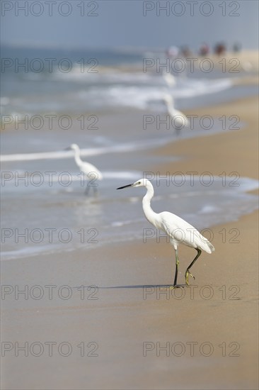 Great egret (Ardea alba, syn.: Casmerodius albus, Egretta alba) at Marari Beach or Strand,