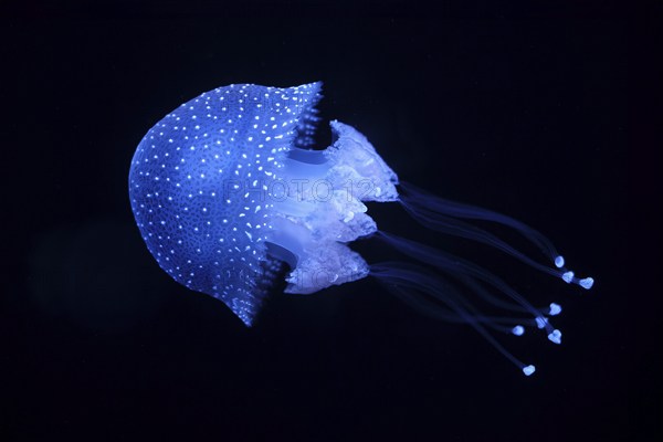 Tropical Jellyfish Phyllorhiza punctata white-spotted jellyfish aka floating bell, Australian