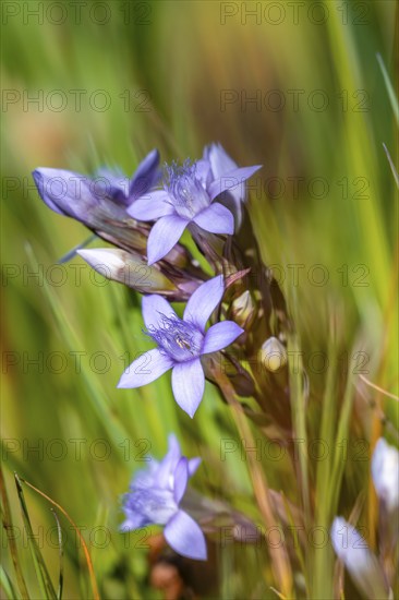 Field wreath gentian, Carnic Alps, Carinthia, Austria, Europe