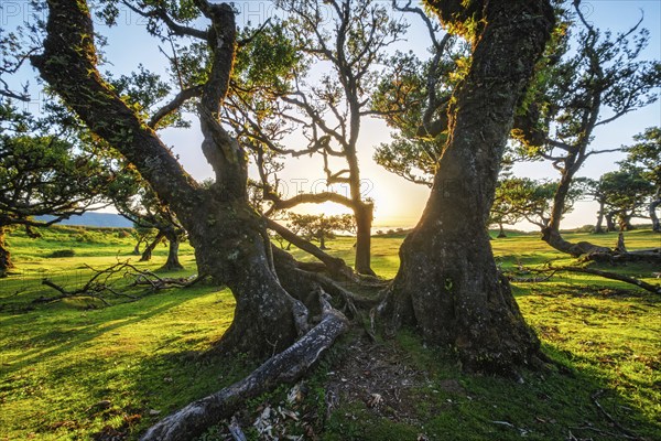 Centuries-old til trees in fantastic magical idyllic Fanal Laurisilva forest on sunset. Madeira