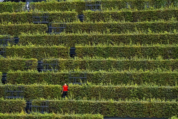 Green façade, made of over 30, 000 hornbeams forming a hedge a good 8 kilometres long, on the roof