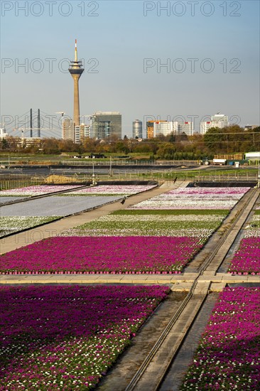Nursery, plant breeding, ornamental plants growing in flower pots, outdoors,