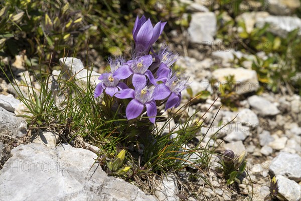 Chiltern gentian (Gentianella germanica) on rocky ground, Karwendel Mountains, Mittenwald,