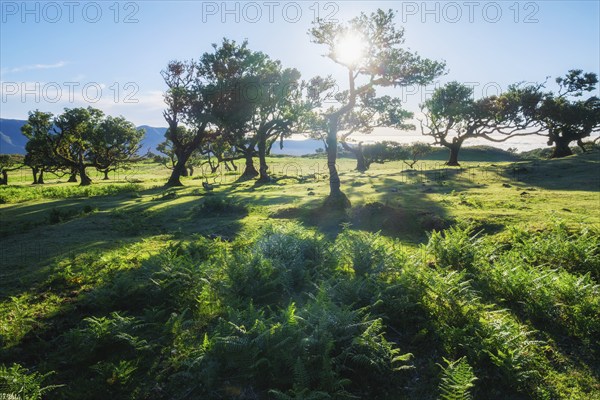 Centuries-old til trees in fantastic magical idyllic Fanal Laurisilva forest on sunset. Madeira