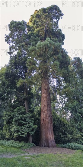 Sequoia (Sequoioideae), tree trunk, bark, nature, tree, plant, old, climate, Piesberg, Osnabrück,