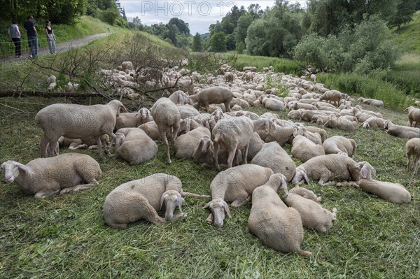 Resting, freshly shorn sheep in a nature reserve in Franconian Switzerland, Bavaria, Germany,