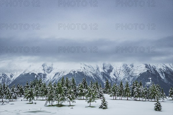 Snow-covered winter landscape in the Aletsch region, winter, fir trees, snow, Alps, travel,