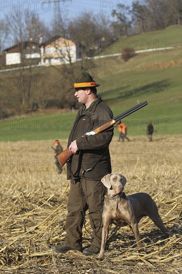 Hunter with red hatband, rifle and hunting dog Weimaraner shorthair on a stubble field on the