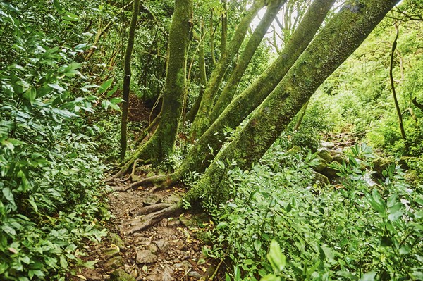 Landscape of Rainforest at the Lulumahu trail to the Lulumahu falls, Honolulu Watershed Forest
