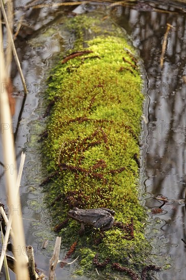 Frog on a mossy tree trunk, March, Lusatia, Saxony, Germany, Europe