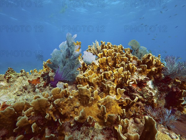 Lively coral reef with colourful corals, fire coral (Millepora complanata), and a clear, deep blue