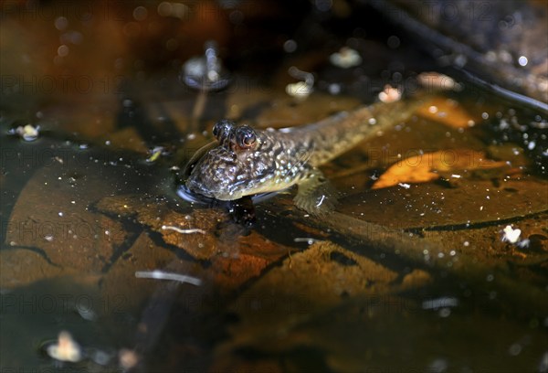 Atlantic mudskipper (Periophthalmus barbarus), Loango National Park, Parc National de Loango,