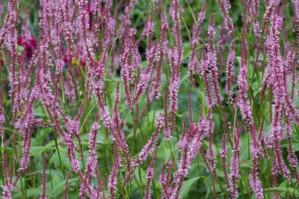 Candle knotweed (Persicaria amplexicaulis), North Rhine-Westphalia, Germany, Europe
