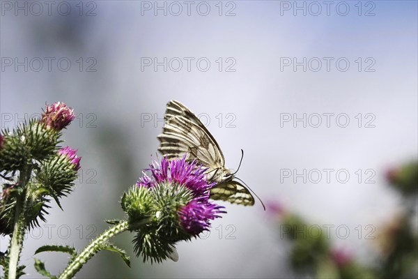 Marbled white (Melanargia galathea), July, Saxony-Anhalt, Germany, Europe