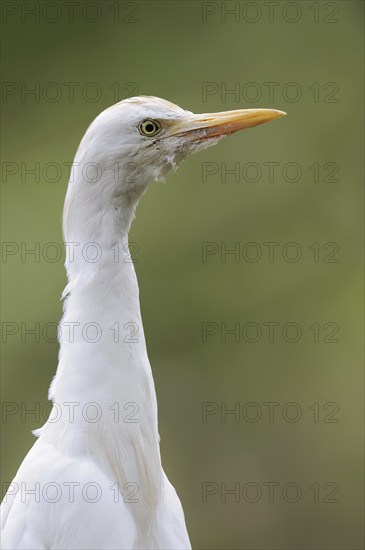 Cattle egret (Bubulcus ibis), portrait, Camargue, France, Europe