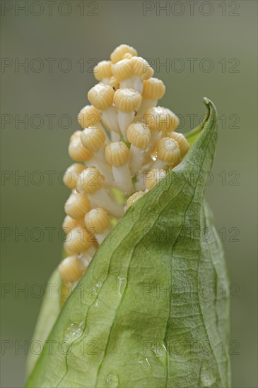 Arum (Taccarum caudatum), inflorescence, occurrence in South America