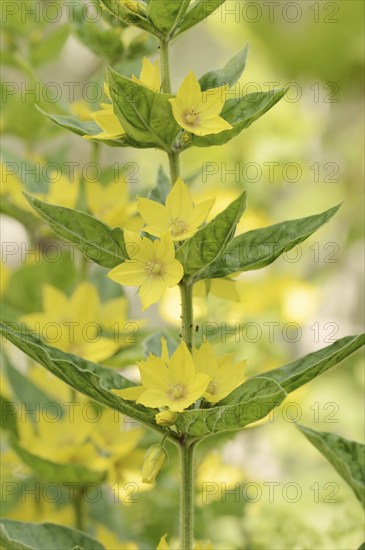 Spotted loosestrife (Lysimachia punctata), flowers, North Rhine-Westphalia, Germany, Europe