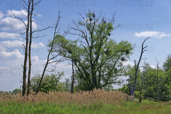 Semi-open pasture landscape Röwitz with bushes and trees, including mistletoe, in the UNESCO