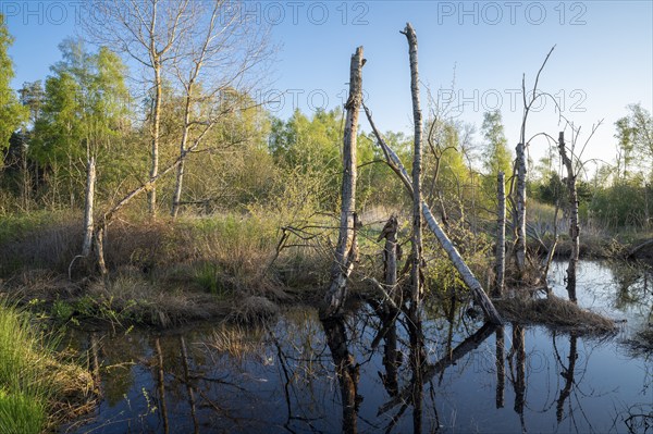Moor landscape, renaturalised, rewetted, peat-covered moor area, Großes Moor nature reserve, Lower