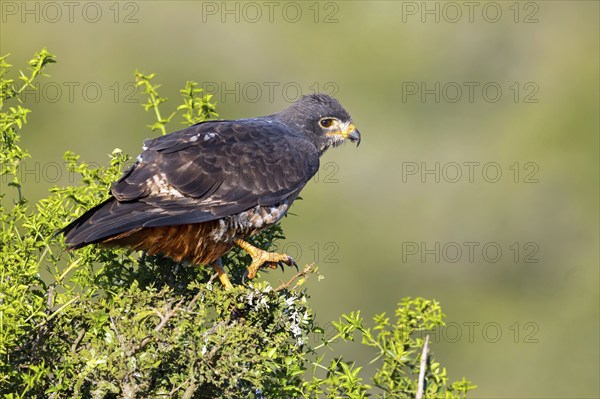 Rock Buzzard, (Buteo rufofuscus), Addo Elephant National Park, Addo, Western Cape, South Africa,