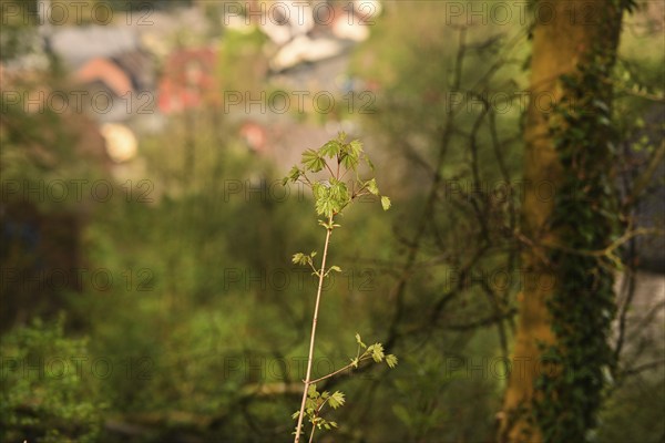 Iserlohn. This year's unusually warm weather in April has already given us a May. Nature exploded
