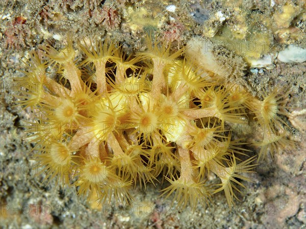 Yellow cluster anemone (Parazoanthus axinellae) on a seabed in the Mediterranean Sea near Hyères.