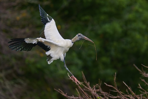 Wood Stork (Mycteria americana), flies through a wooded area holding a stick in its beak,