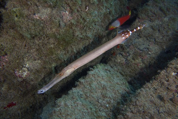 Atlantic cornetfish (Aulostomus strigosus) . Dive site Cueva del Tiburon, Las Galletas, Tenerife,