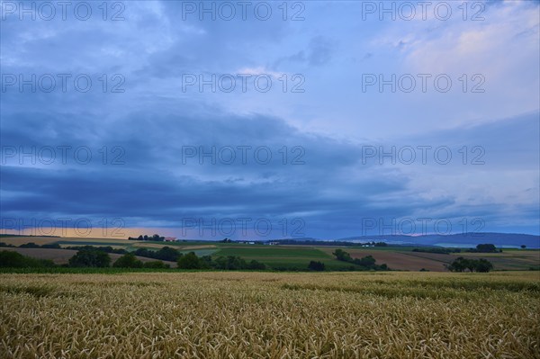 Wide wheat field (Triticum), in front of a hilly landscape under a cloudy sky at dusk, summer,