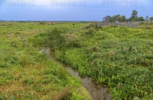 A side arm in the riverbed of the Narew in the Narew National Park, Narwianski Park Narodowy, in