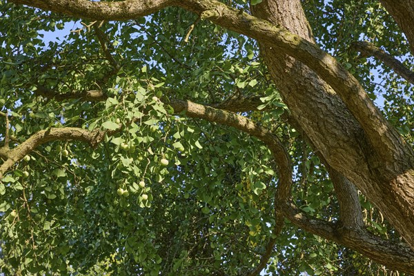 Trunk with branches, twigs and foliage of a tree of the species Ginkgo (Ginkgo biloba) in Bad