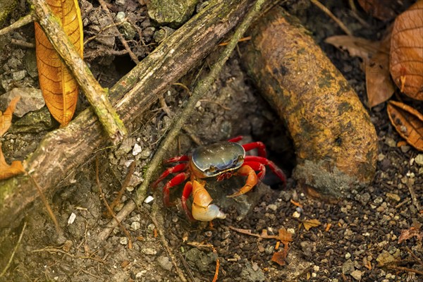 Harlequin crab (Cardisoma armatum), Manuel Antonio National Park, Puntarenas district, Costa Rica,