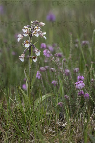 Marsh helleborine (Epipactis palustris), Emsland, Lower Saxony, Germany, Europe