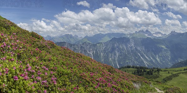 Alpine rose blossom, panorama from the Fellhorn to the Höfats, 2259m, and over the Schlappoldsee