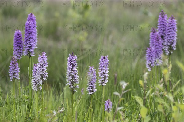 Southern marsh orchid (Dactylorhiza praetermissa), Emsland, Lower Saxony, Germany, Europe